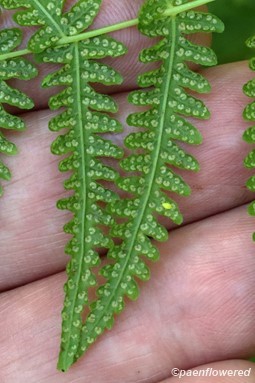 Underside of frond showing immature sori