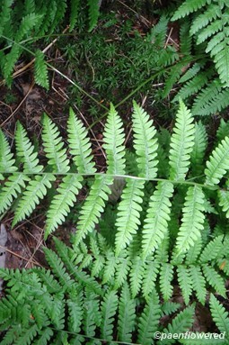 Adult frond
