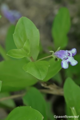 Plant in flower