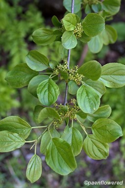 Plant in flower