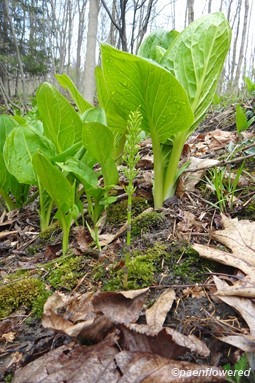 Field horsetail