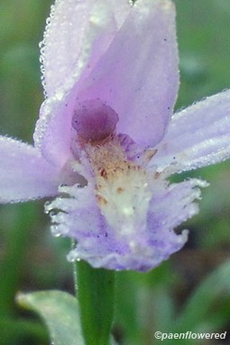 Pogonia