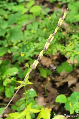 Seed pods
