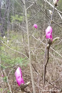 Magnolia