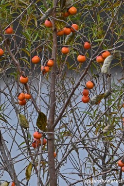 Plant in fruit