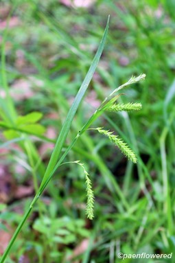 Culms with spikelets
