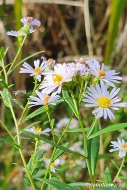 Late purple aster