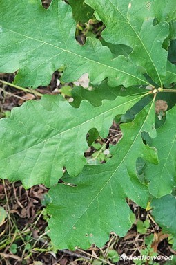Leaves