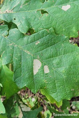 Leaf variation