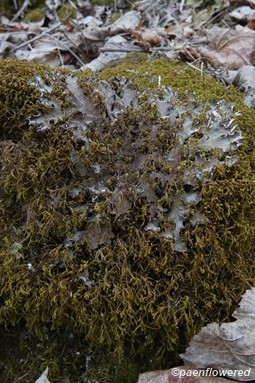 Growing on a mossy rock