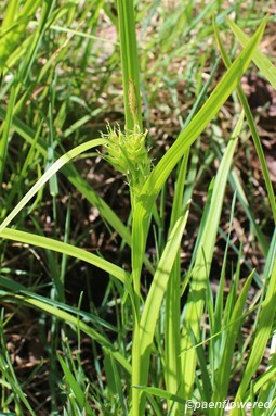 Plant with spikelets