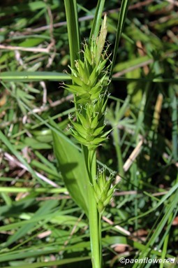 Plant with spikelets