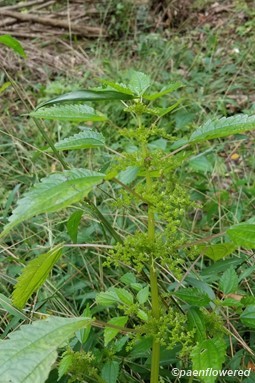 Plant form & habitat