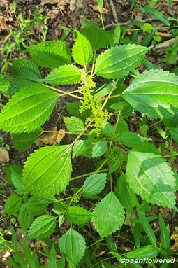 Plant in flower