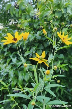 Plants in flower