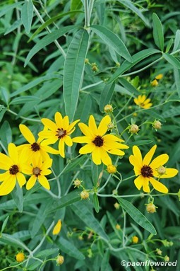 Flowers and leaves