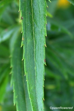 Cauline Leaf