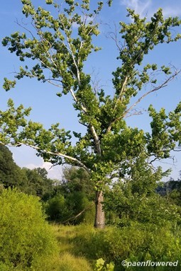 Mature tree