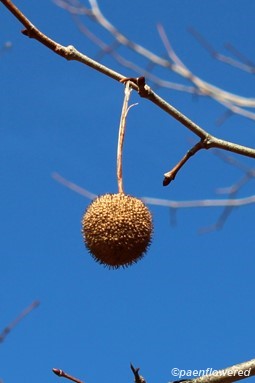 Achenosum, a compound fruit