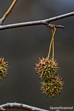 Winter fruit
