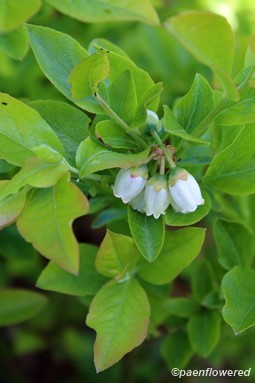 Plant in flower