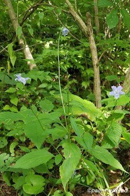 Plant form & habitat