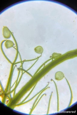 Submerged leaves and bladders