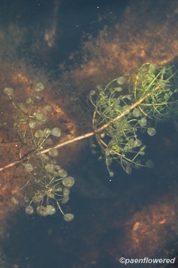 Submerged leaves and bladders