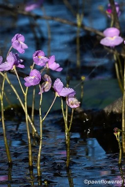 Plants in flower