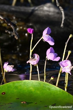 Plants in flower