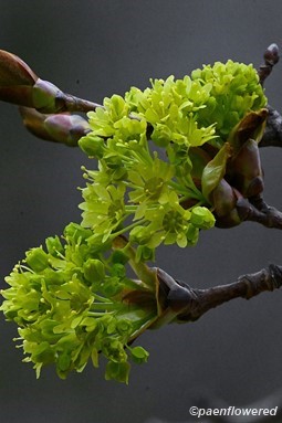 Flowering branch