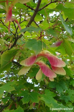 Leaves & fruits