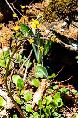 Plant in flower