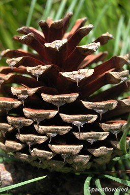 Mature seed cone
