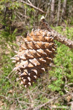 Seed cone