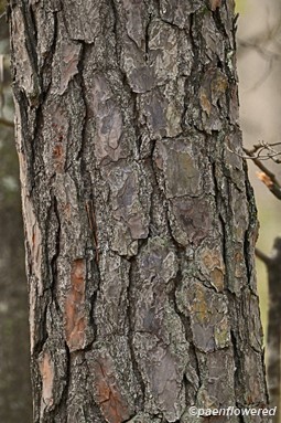 Mature bark