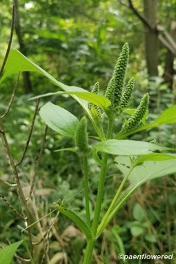Great ragweed