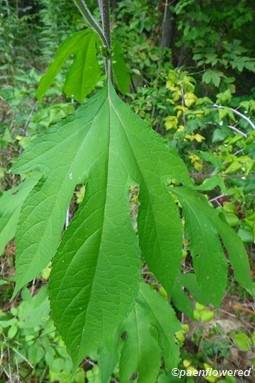 Three-lobed leaf