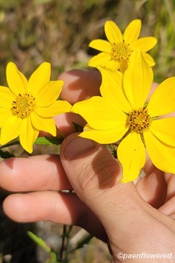 Plant in flower