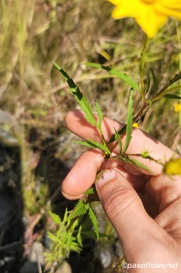 Foliage