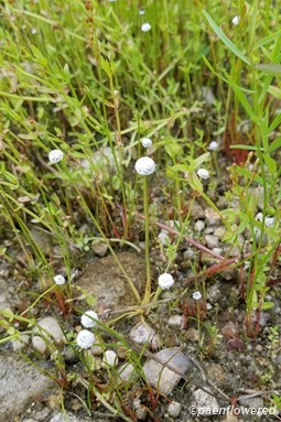 Plant form & habitat