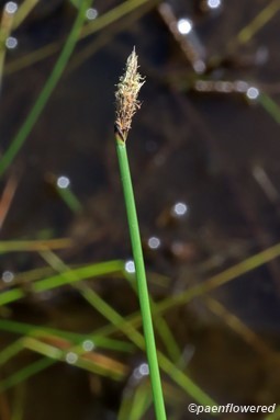 Close-up of spikelet