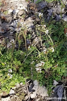 Plant form & habitat