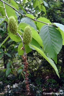 Branch with male and female catkins