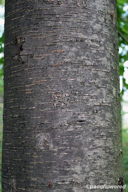 Immature bark