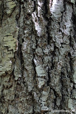 Mature bark