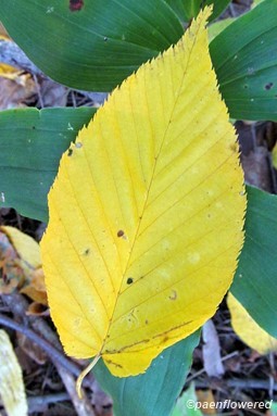 Autumn leaf