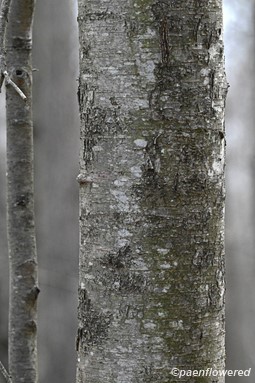 Immature bark in winter