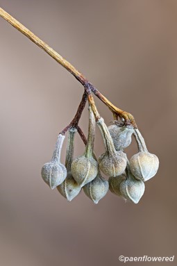 Fruit
