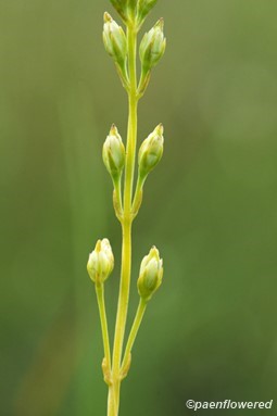 Early flowers